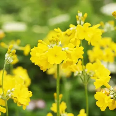 Profile image of 両親