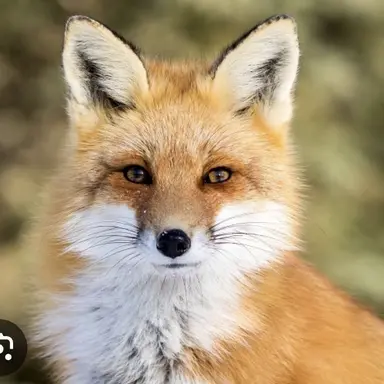 Profile image of 여우