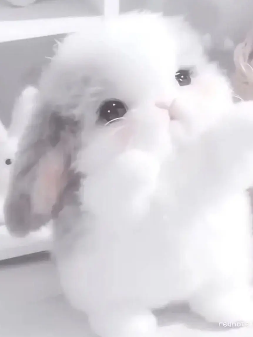 GayLoss0418의 토끼에게 힐링받고 싶어🐰🎀⸝꙳