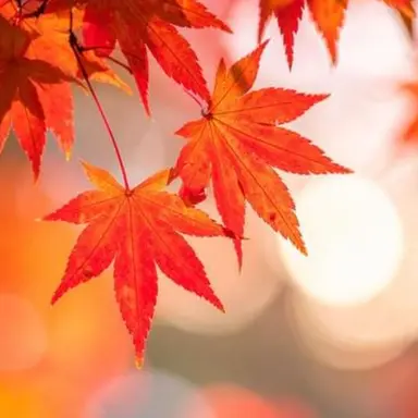 Profile image of リンダ