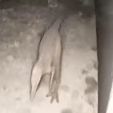 Profile image of 콤프소그나투스