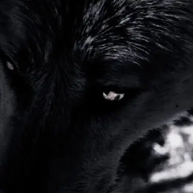 Profile image of Wolf