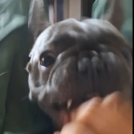 DrearyPatch7602의 화난 강아지 콩이