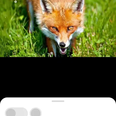 Profile image of 여우