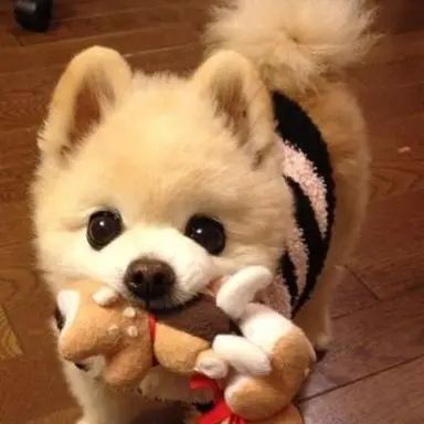 Profile image of 멍멍이