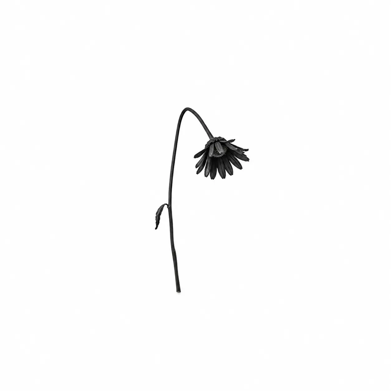 FloralArco4625의 꺾여버린 꽃은