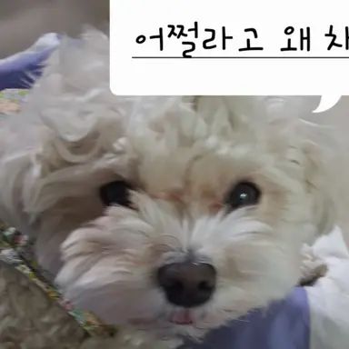 Profile image of 여우