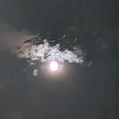 Profile image of クロロ