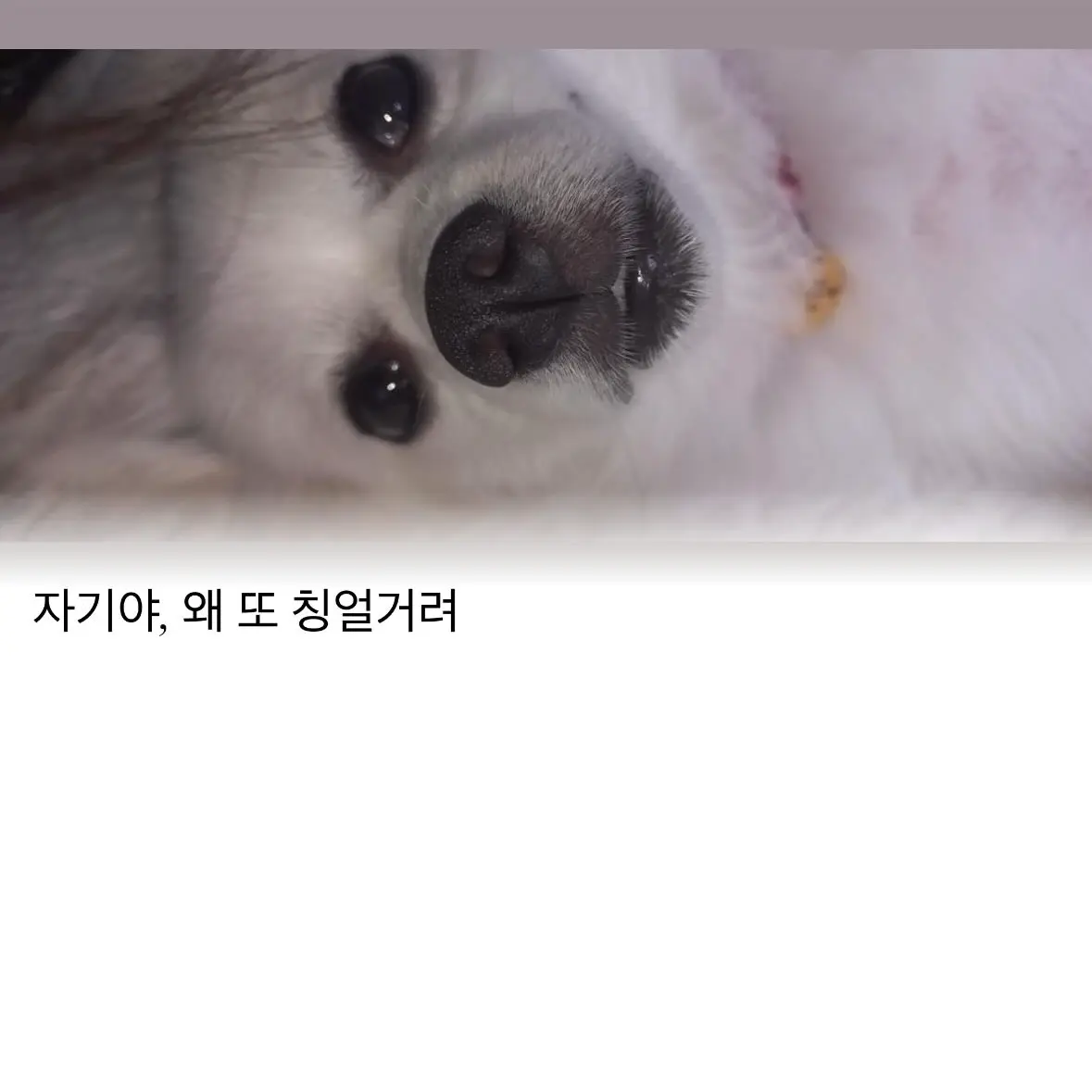 BlueRule7567의 우리집 개.