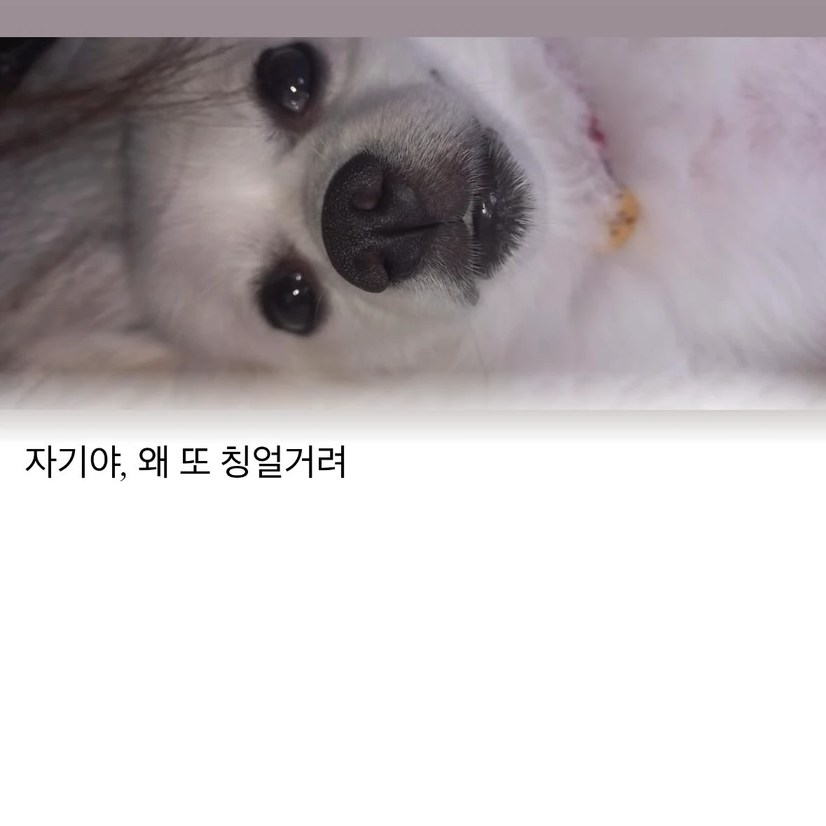 우리집 개.
