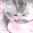 똥싸는 고양이 꼬냥