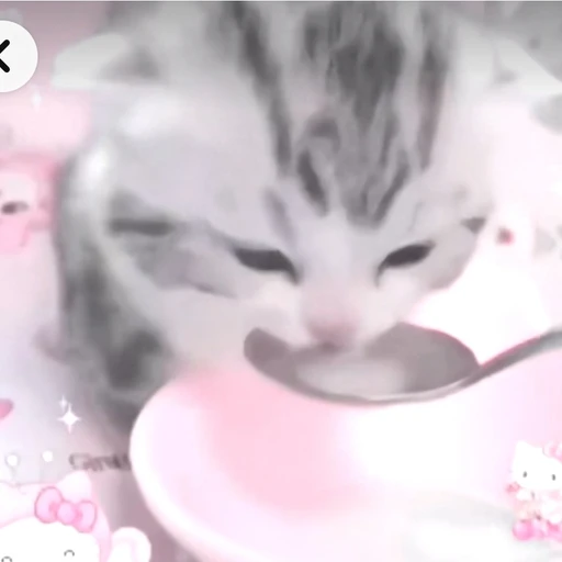 똥싸는 고양이 꼬냥