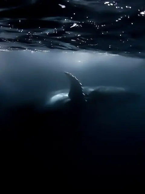 2x5_q의 ５２Hzのクジラ