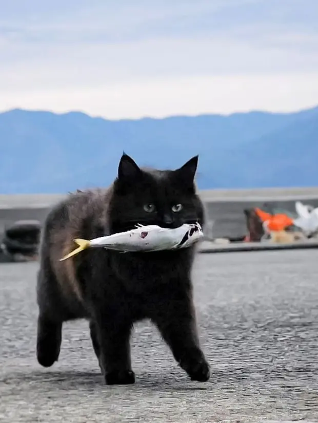 L2La의 野良猫RPG