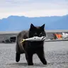 Profile image of 野良猫RPG