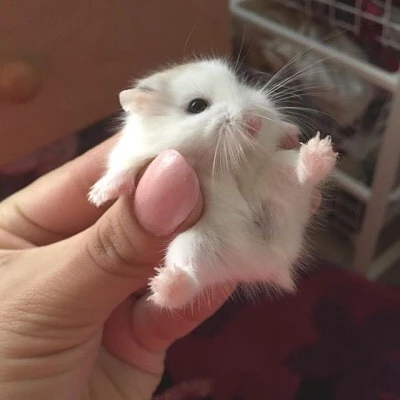 하루