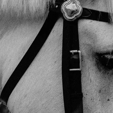 Profile image of 데카당스