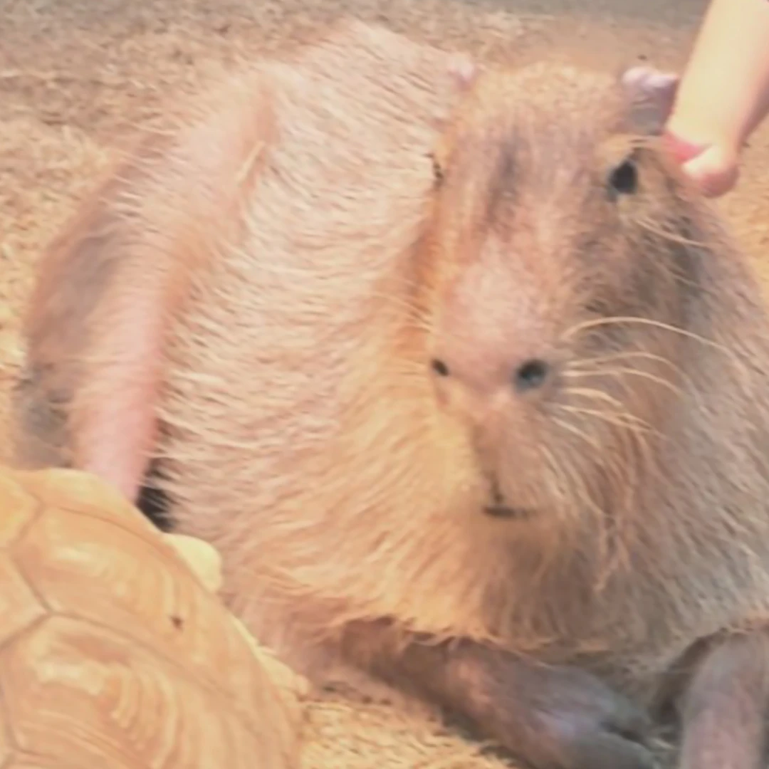 카피바라