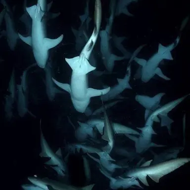 Profile image of 레반