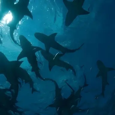 Profile image of 카일