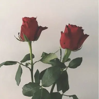 Profile image of 미야다테 료타
