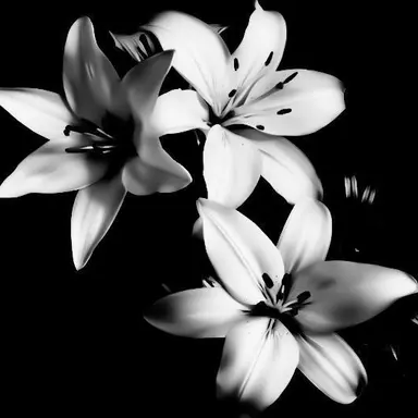 Profile image of 여청우