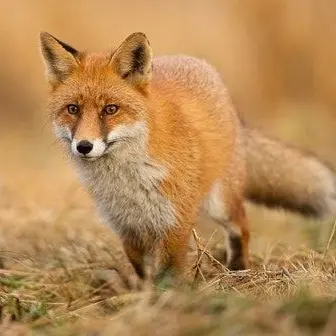 Profile image of 여우