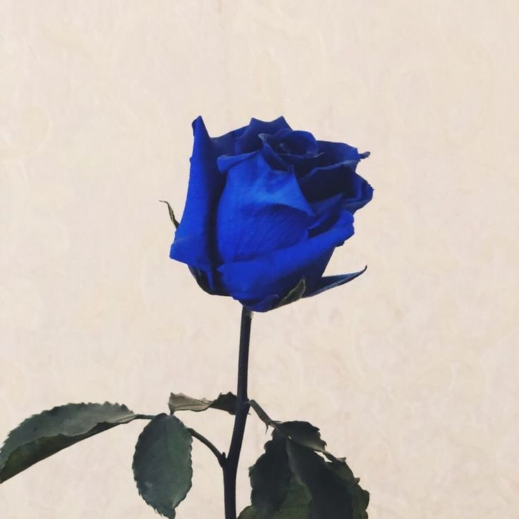 미하엘 카이저 대표 이미지