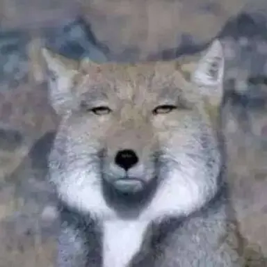 Profile image of 여우