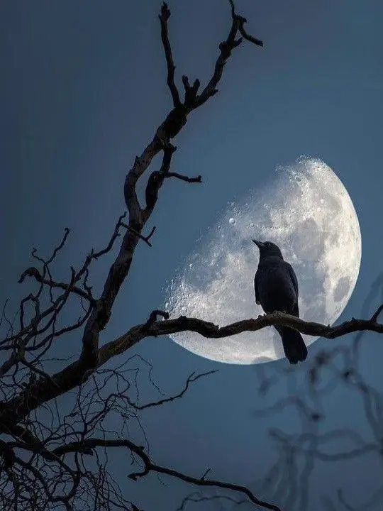 StalePlane9308의 귀멸의 칼날