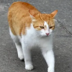 UnfitSack9125의 길냥이