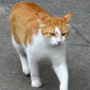 길냥이