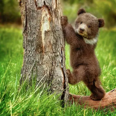 Profile image of 곰곰이