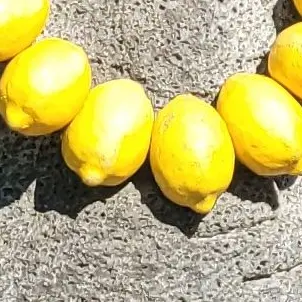 PortlyQuake7981의 귀칼캐들의 여행