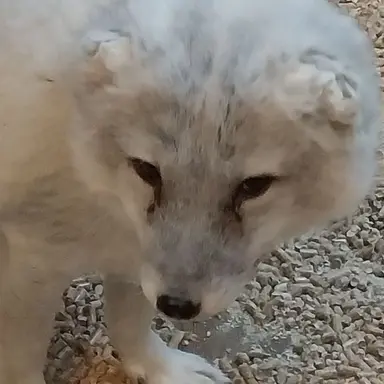 Profile image of 늑대