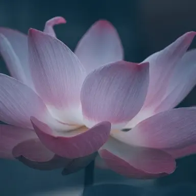 Profile image of 발해