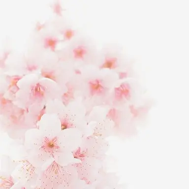 Profile image of 아름