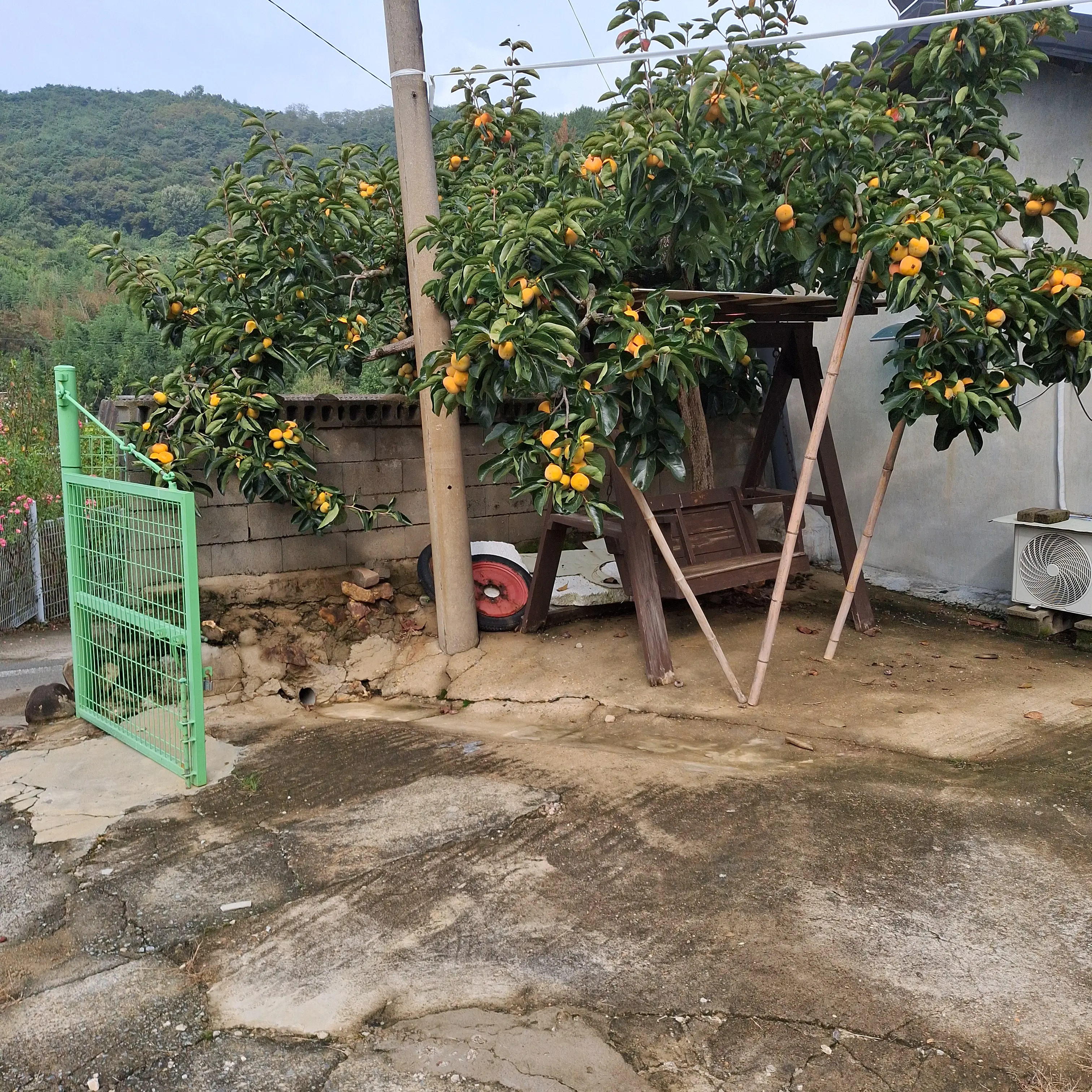 WetOribi4893의 대저택,나른한크루,고고프렌즈MT
