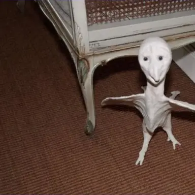 Profile image of 이상한 새