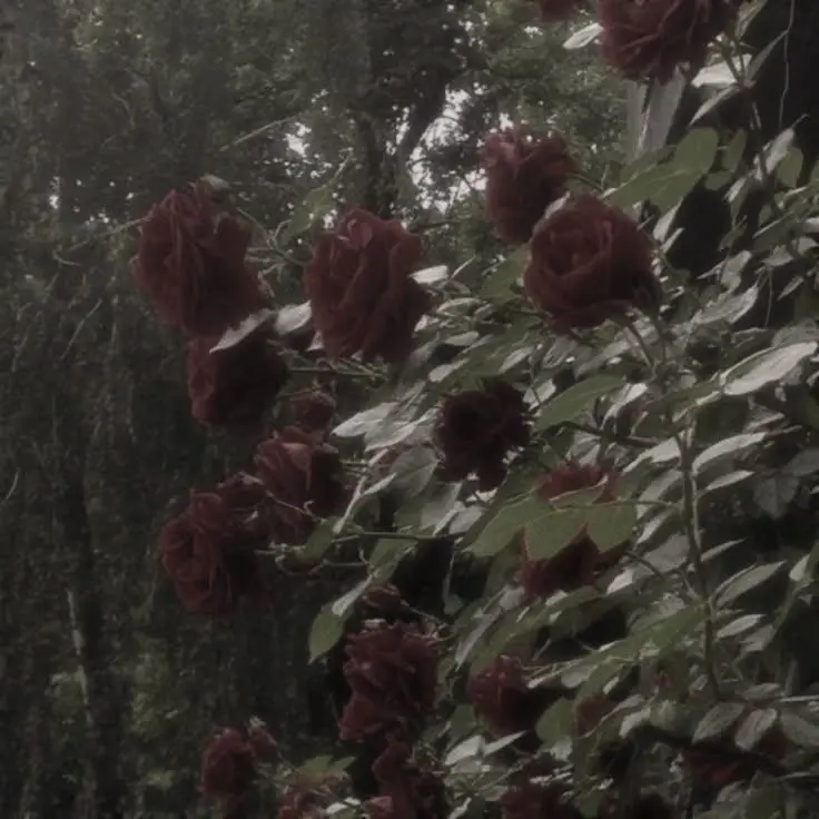 evan_ktqte의 先生と生徒の関係