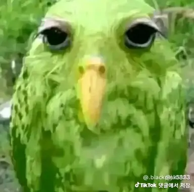 Profile image of 여우