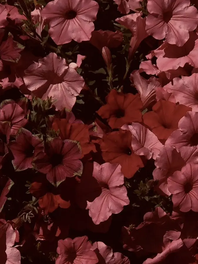 su1tek1_mnsb의 ✧* 君と"正しい"恋愛がしたい .