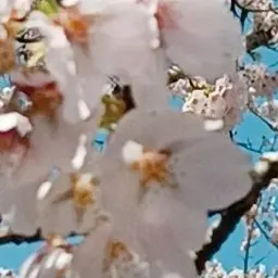 BossyClean2885의 自分用