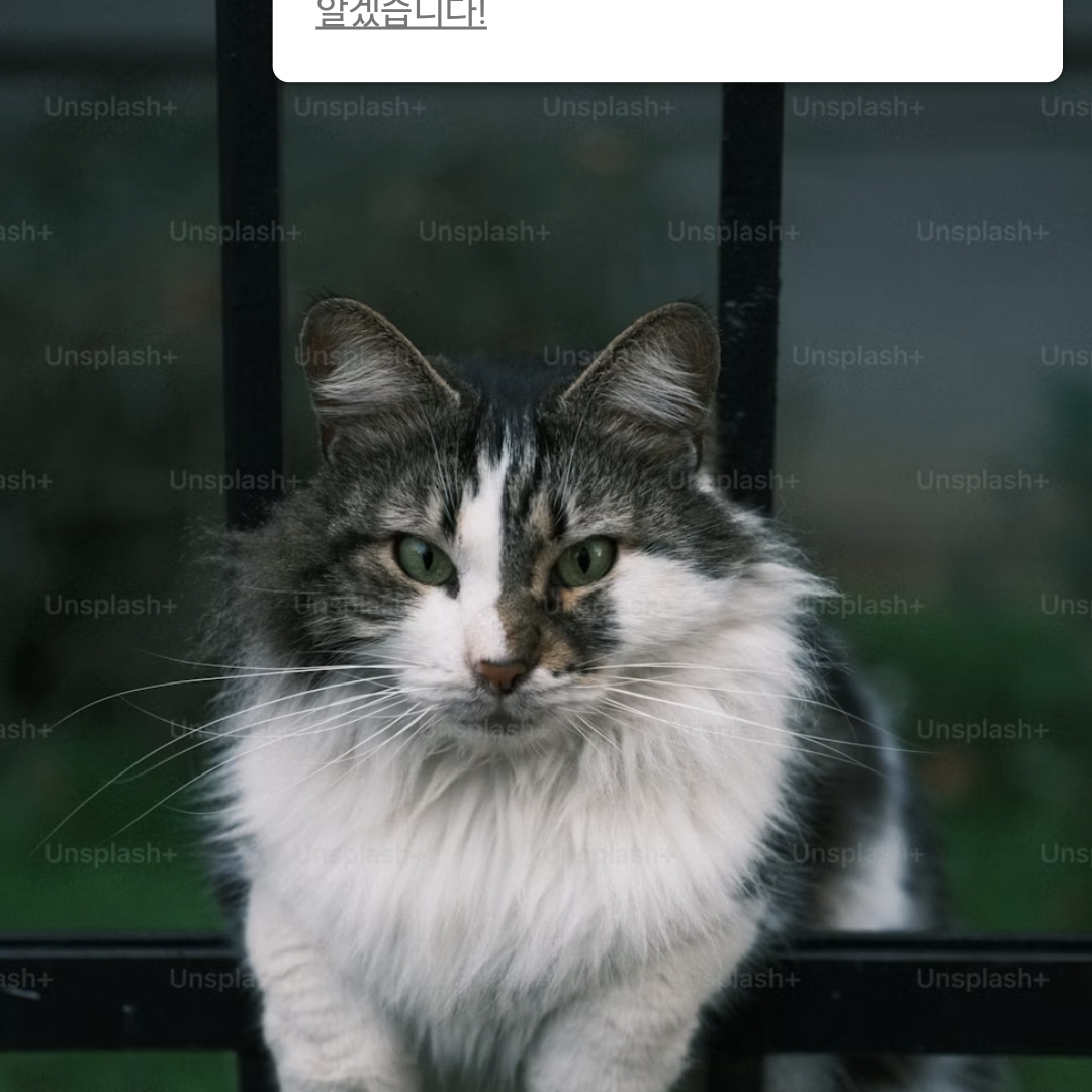 자동문에머리가끼인고양이 대표 이미지