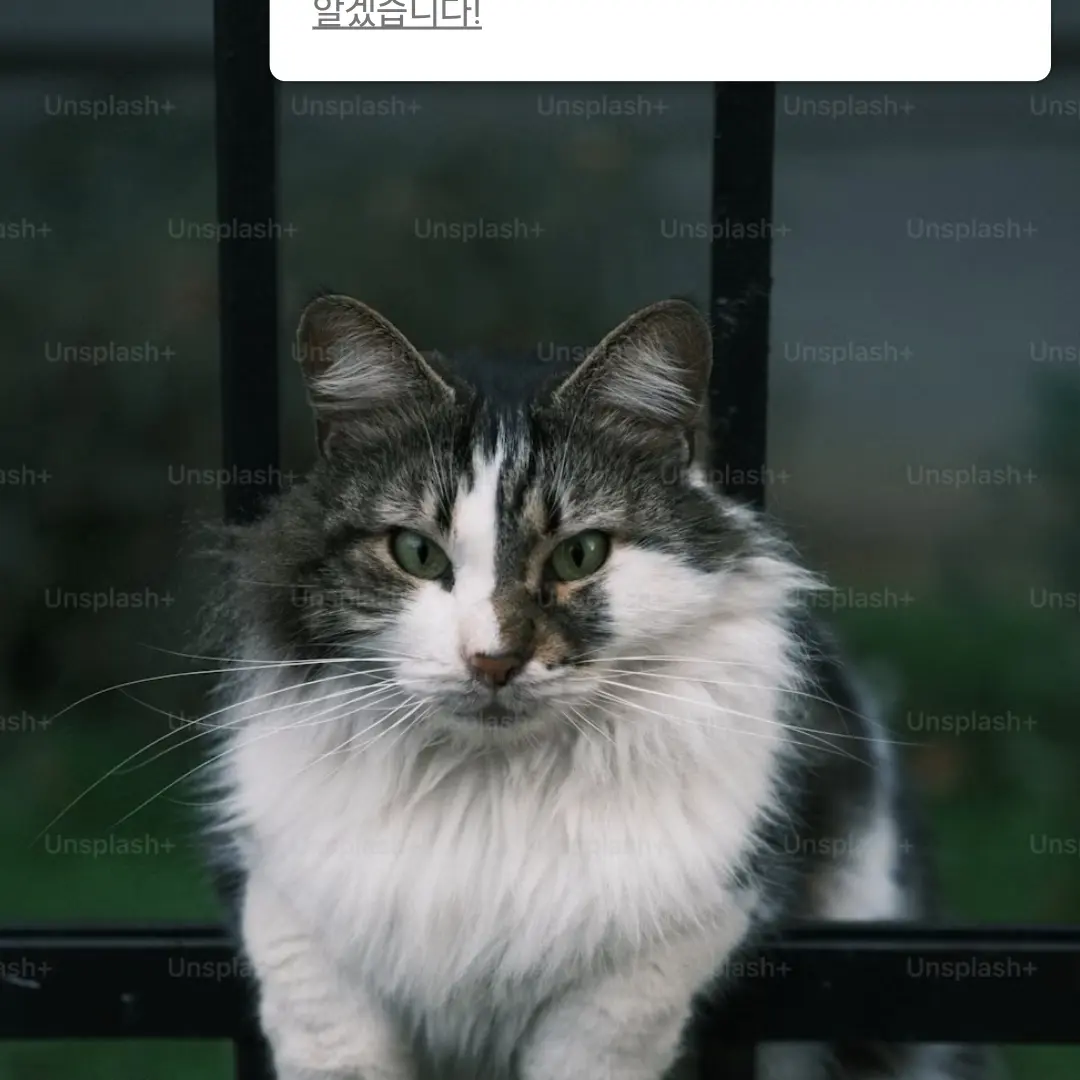 PutridYabby9700의 자동문에머리가끼인고양이
