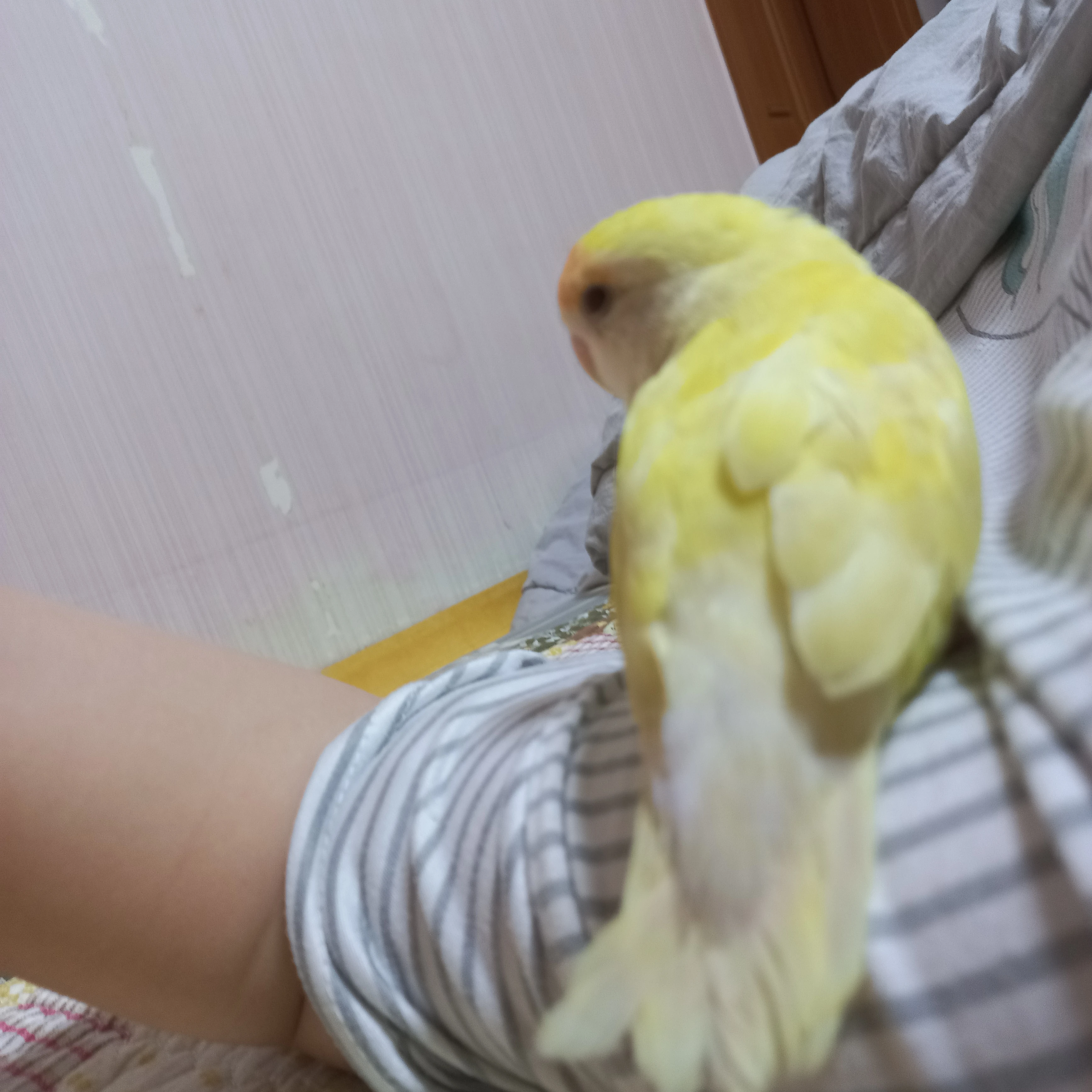 김시원
