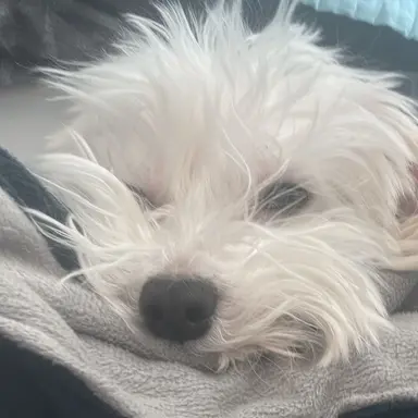 Profile image of 멍멍이