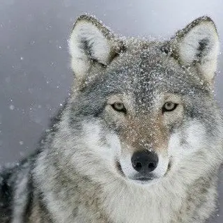 Profile image of 늑대
