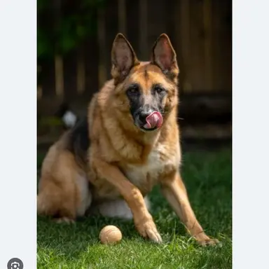 Profile image of セン