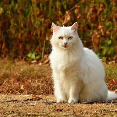 Profile image of Blizzard